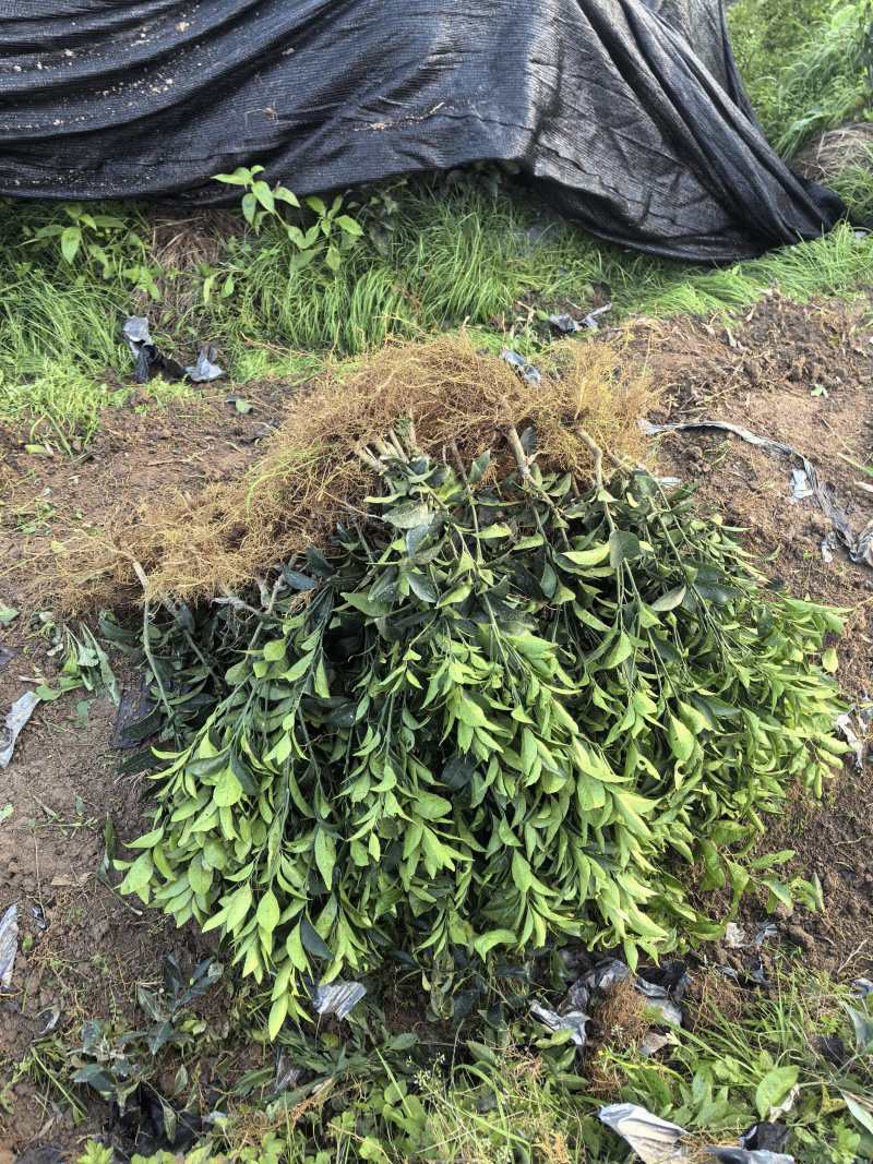 东方红世纪红沃柑苗，品质保障，基地一手资源