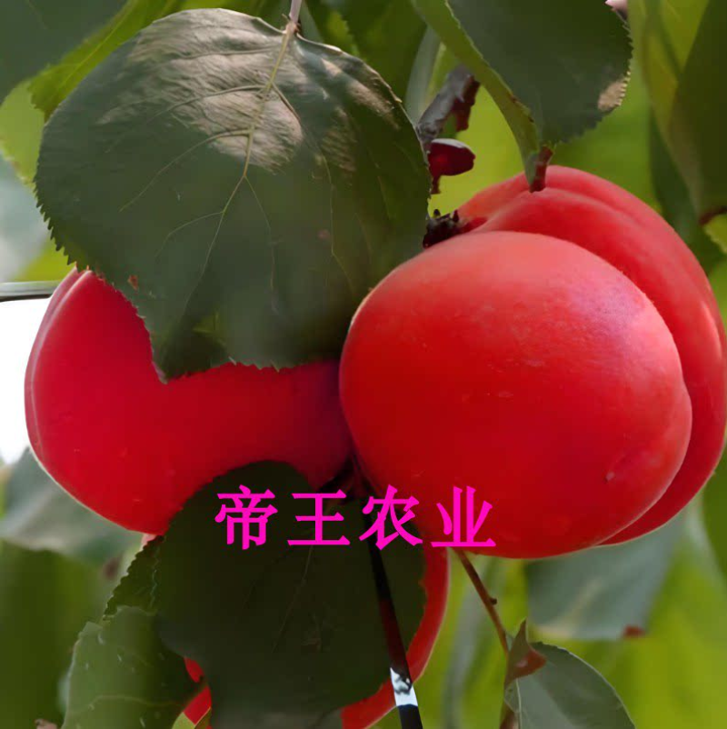 508红杏树苗特早大红杏苗早熟品种红杏树苗