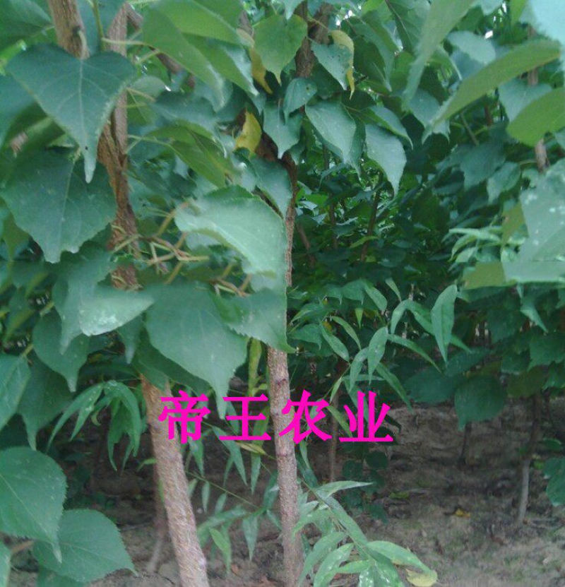 508红杏树苗特早大红杏苗早熟品种红杏树苗
