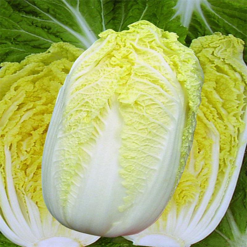 胶研金娃50娃娃菜种子高产黄心小白菜种子基地