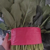 山东新泰市天宝镇大叶菠菜，地头直发一条龙服务对接批发电商