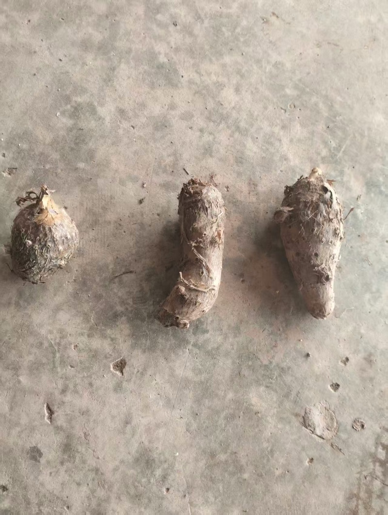 香芋芋头种子