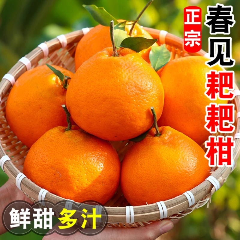四川耙耙柑一件代发产地直发一手货源对接各大电商平台