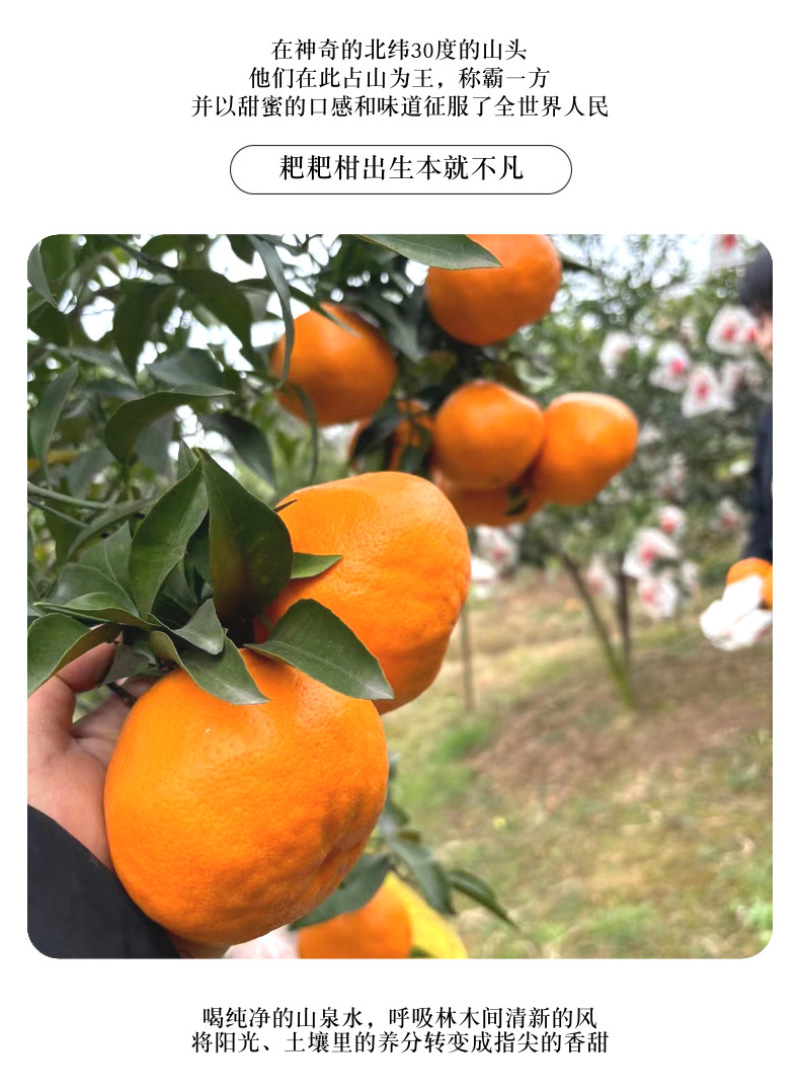 四川耙耙柑一件代发产地直发一手货源对接各大电商平台