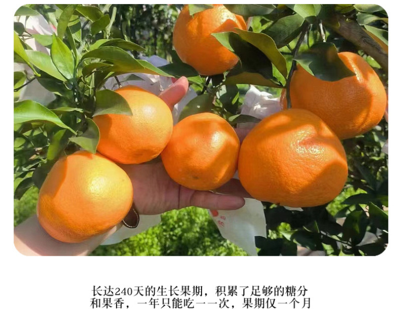 四川耙耙柑一件代发产地直发一手货源对接各大电商平台