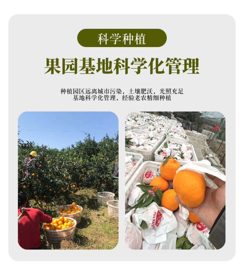 四川耙耙柑一件代发产地直发一手货源对接各大电商平台