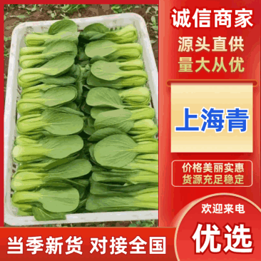 《上海青》精品油菜/曹县直发/全年有货/价格公道