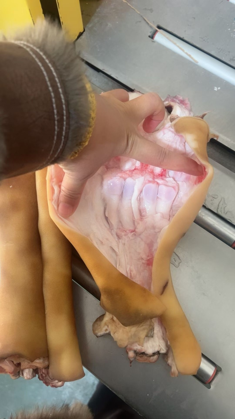 生全去骨牛蹄带主筋品质保证服务周到价格美丽