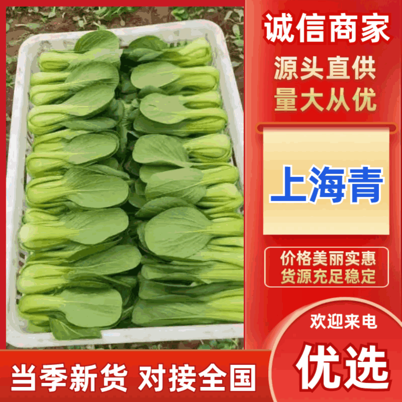 《精品上海青》精品油菜/曹县直发/全年有货自家基地