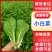 《小白菜》基地直发/青梗小白菜/价格便宜/全国全年批发