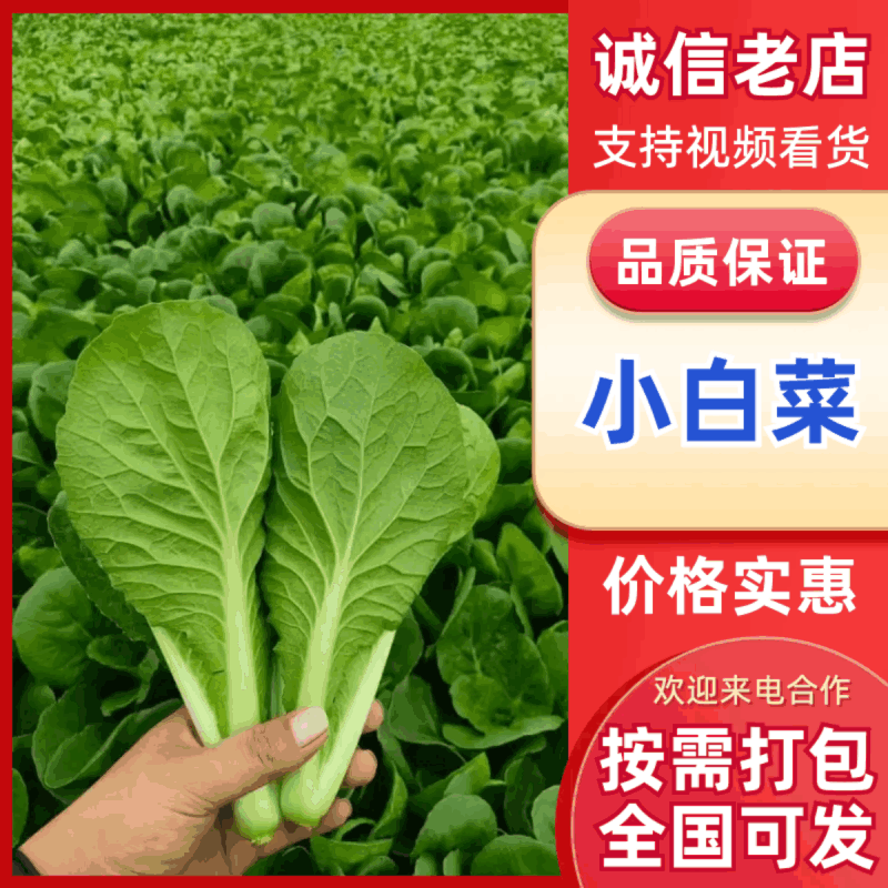 《小白菜》基地直发/青梗小白菜/价格便宜/全国全年批发