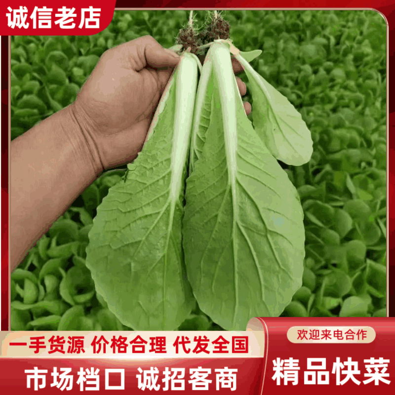 《山东快菜》奶油快菜/曹县快菜/产地货源/全国整车批发