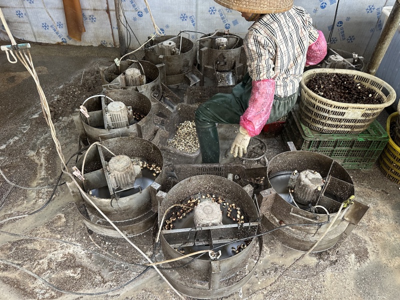 海陵珍珠马蹄大量上市，去皮，基地直发品质保障，欢迎咨询