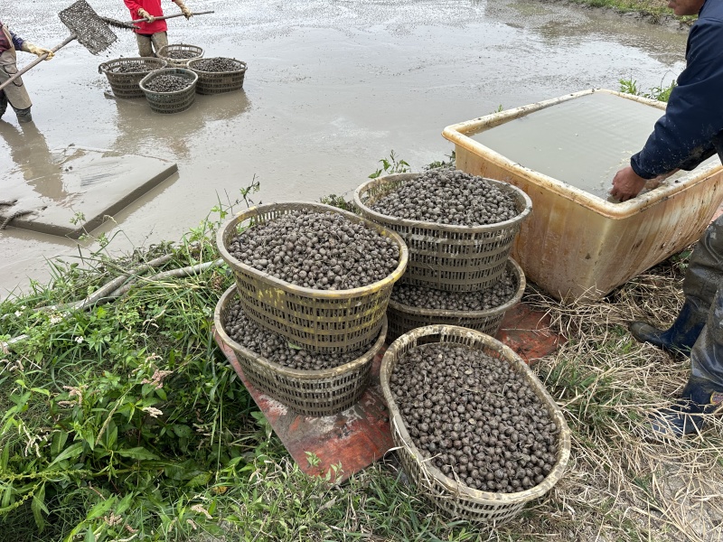 珍珠马蹄大量上市，产地直发，品质保障，欢迎电联