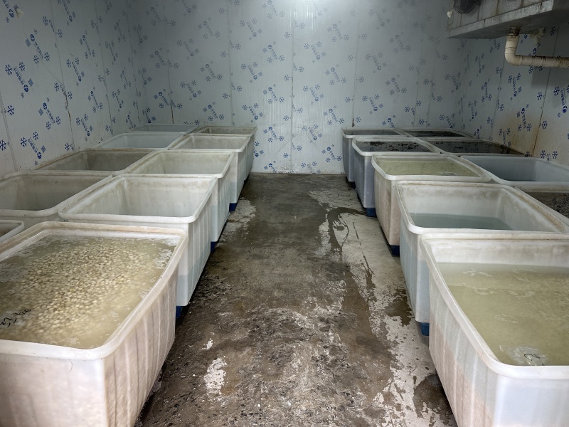 海陵珍珠马蹄新鲜上市，对接市场，档口，电商商超，量大从优