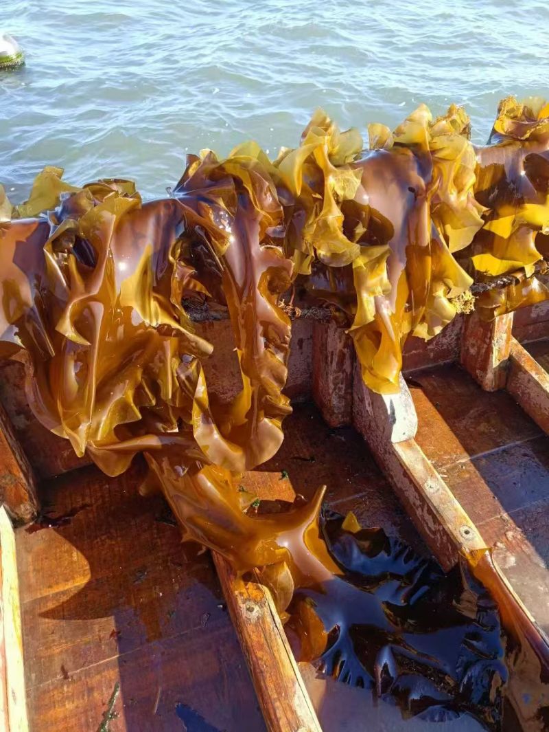 海带辽宁精品海带产地直发保质保量对接全国等