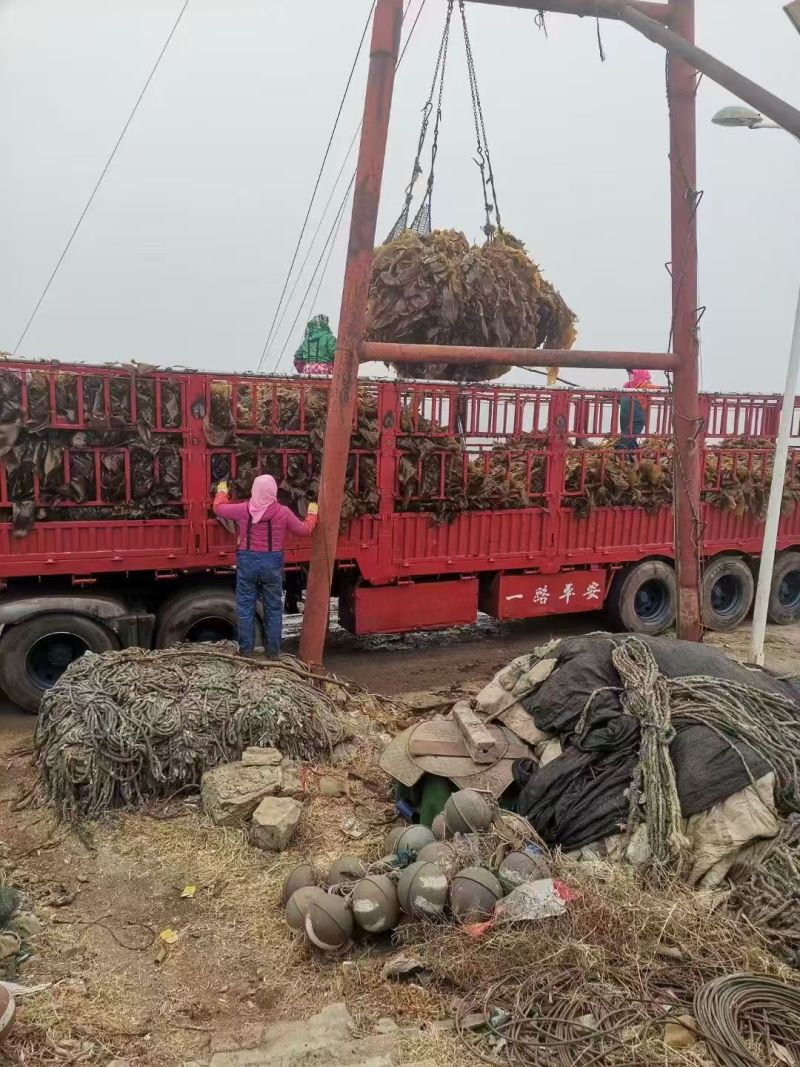 海带辽宁精品海带产地直发保质保量对接全国等