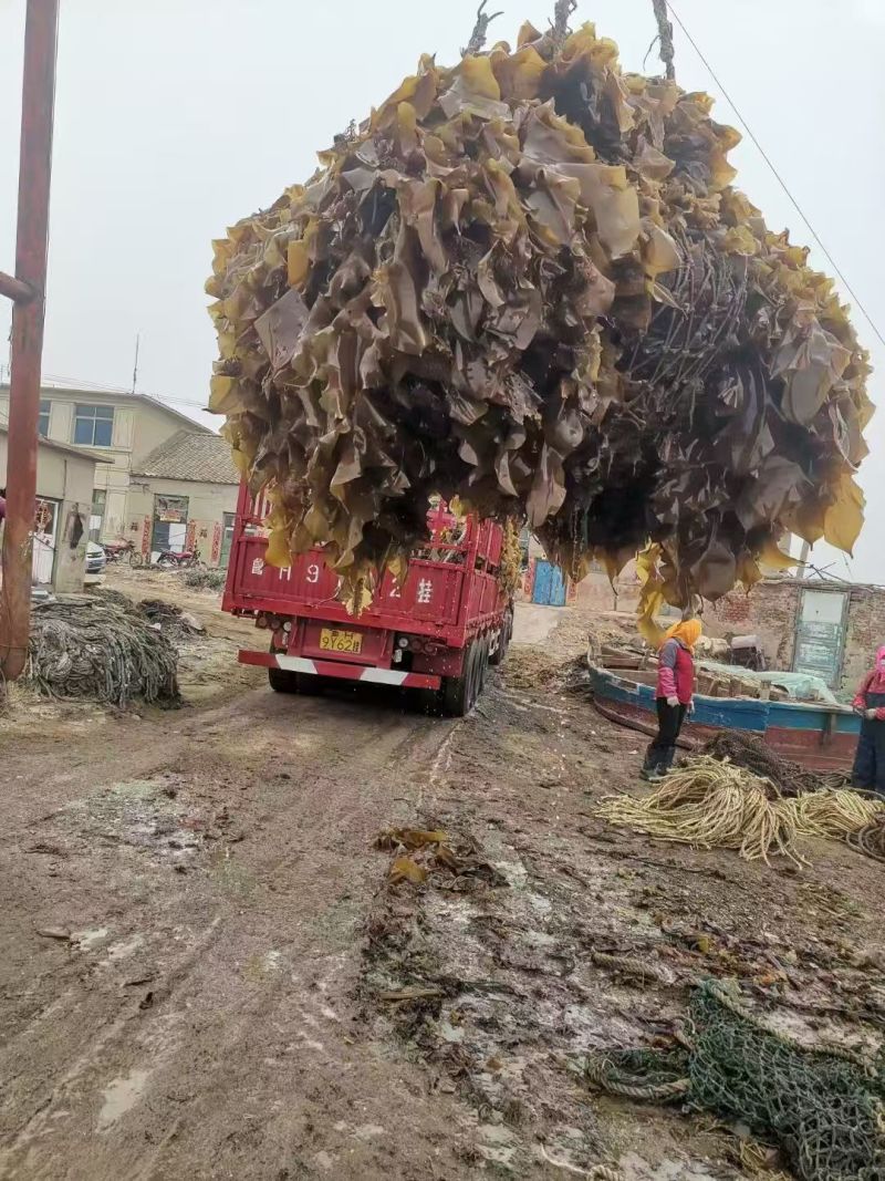 海带辽宁精品海带产地直发保质保量对接全国等