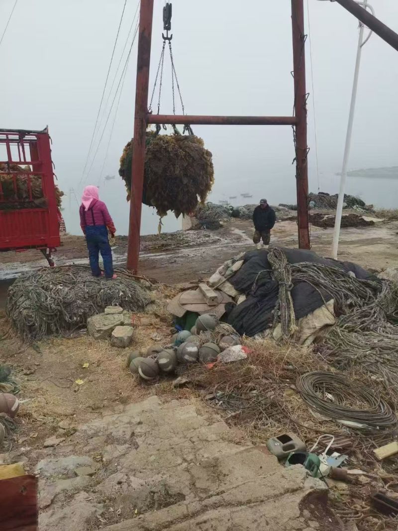 海带辽宁精品海带产地直发保质保量对接全国等