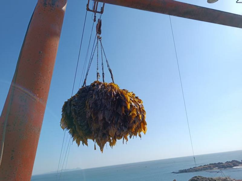 海带辽宁精品海带产地直发保质保量对接全国等