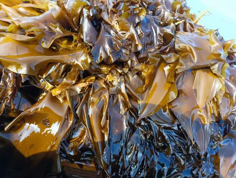 海带辽宁精品海带产地直发保质保量对接全国等