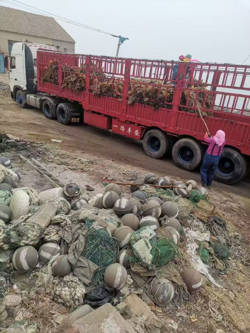 海带辽宁精品海带产地直发保质保量对接全国等
