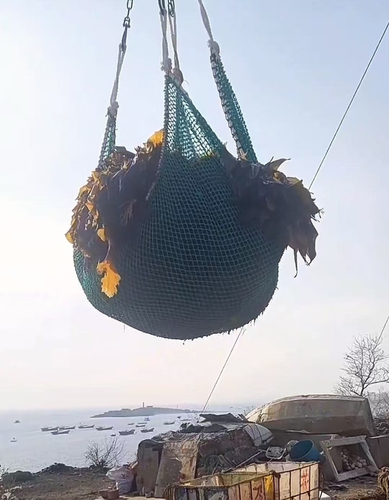 海带辽宁精品海带产地直发保质保量对接全国等