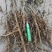 牡丹苗一年苗两年苗种植现挖现发新鲜产地直发量大优惠