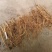 牡丹苗一年苗两年苗种植现挖现发新鲜产地直发量大优惠