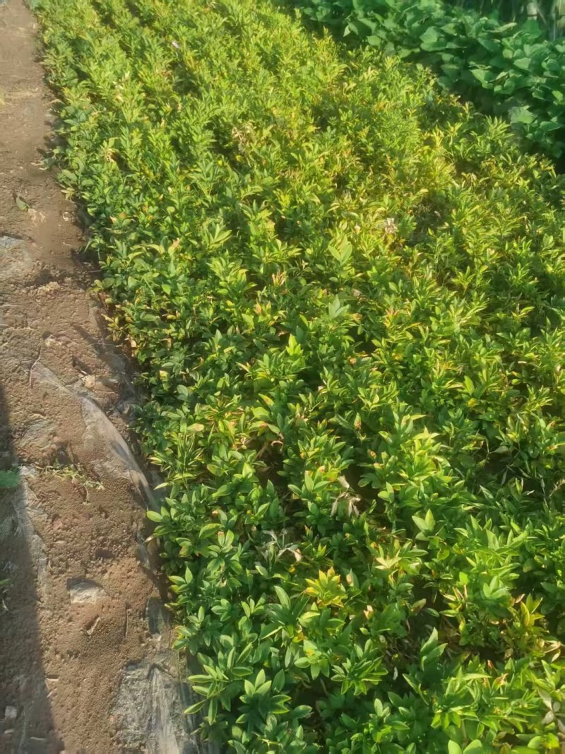 白鲜皮种苗1年生，2年生苗数量有限欲购从速，现挖现卖