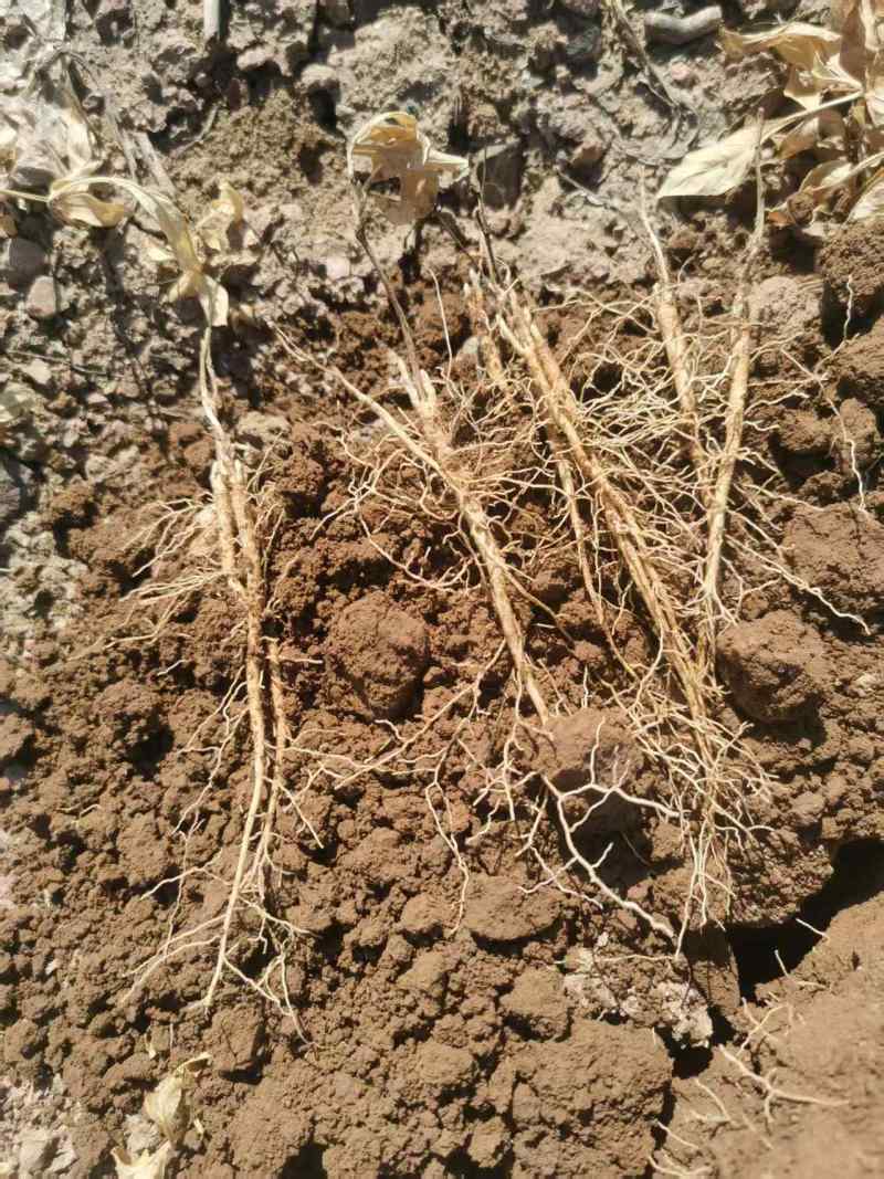白鲜皮种苗1年生，2年生苗数量有限欲购从速，现挖现卖
