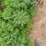 白鲜皮种苗1年生，2年生苗数量有限欲购从速，现挖现卖