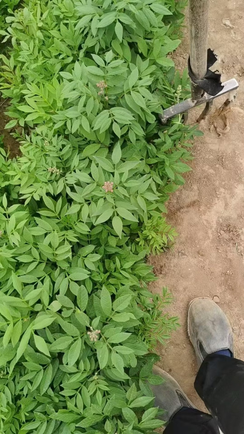 白鲜皮种苗1年生，2年生苗数量有限欲购从速，现挖现卖