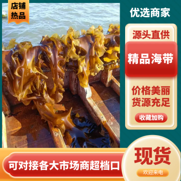海带辽宁精品海带产地直发保质保量对接全国等