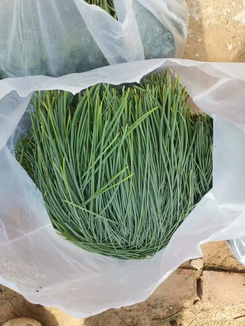 精品沙葱产地一手货源现挖现发可视频看货保质量