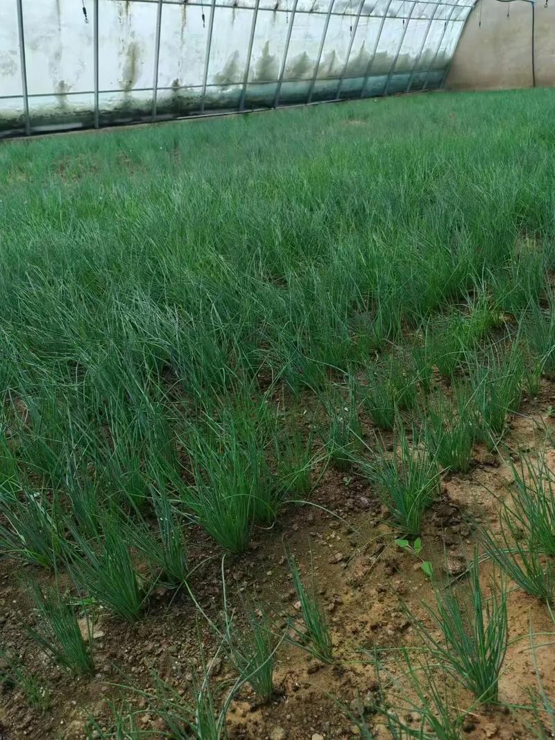 精品沙葱产地一手货源现挖现发可视频看货保质量
