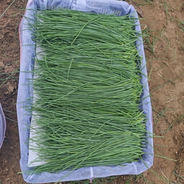 好货推荐民勤沙葱基地现挖现发可视频看货保质保量
