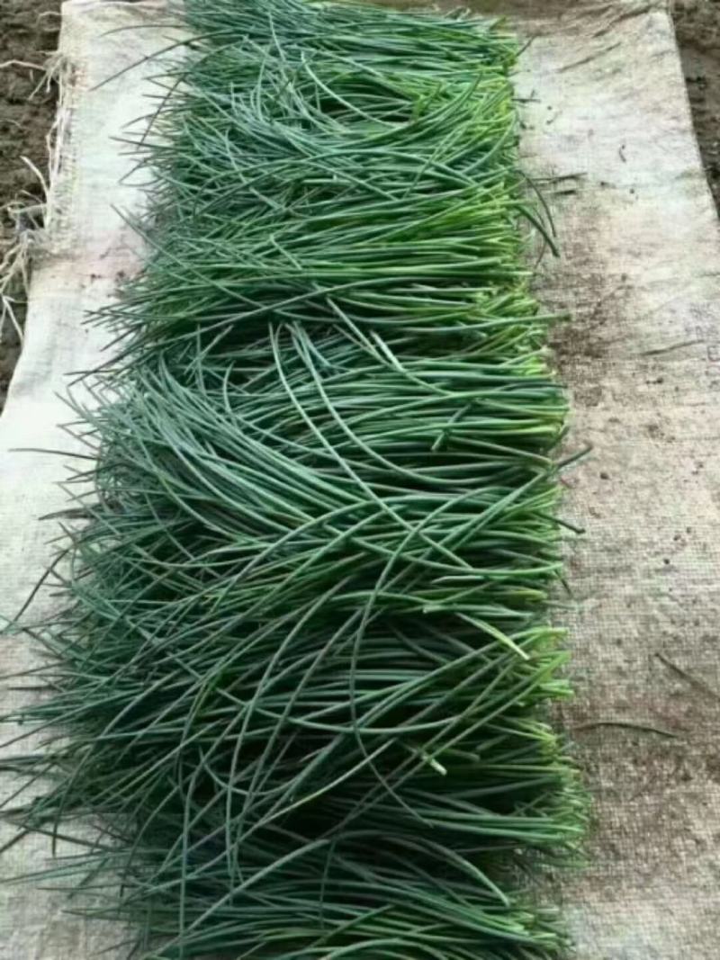 好货推荐民勤沙葱基地现挖现发可视频看货保质保量