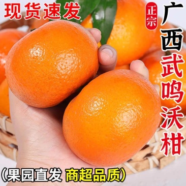 广西武鸣沃柑一件代发产地直发一手货源对接各大电商平台