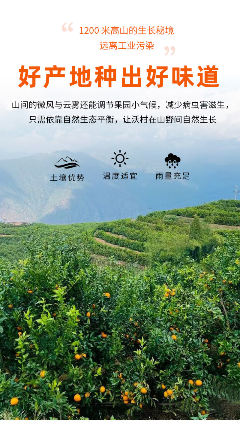 广西武鸣沃柑一件代发产地直发一手货源对接各大电商平台