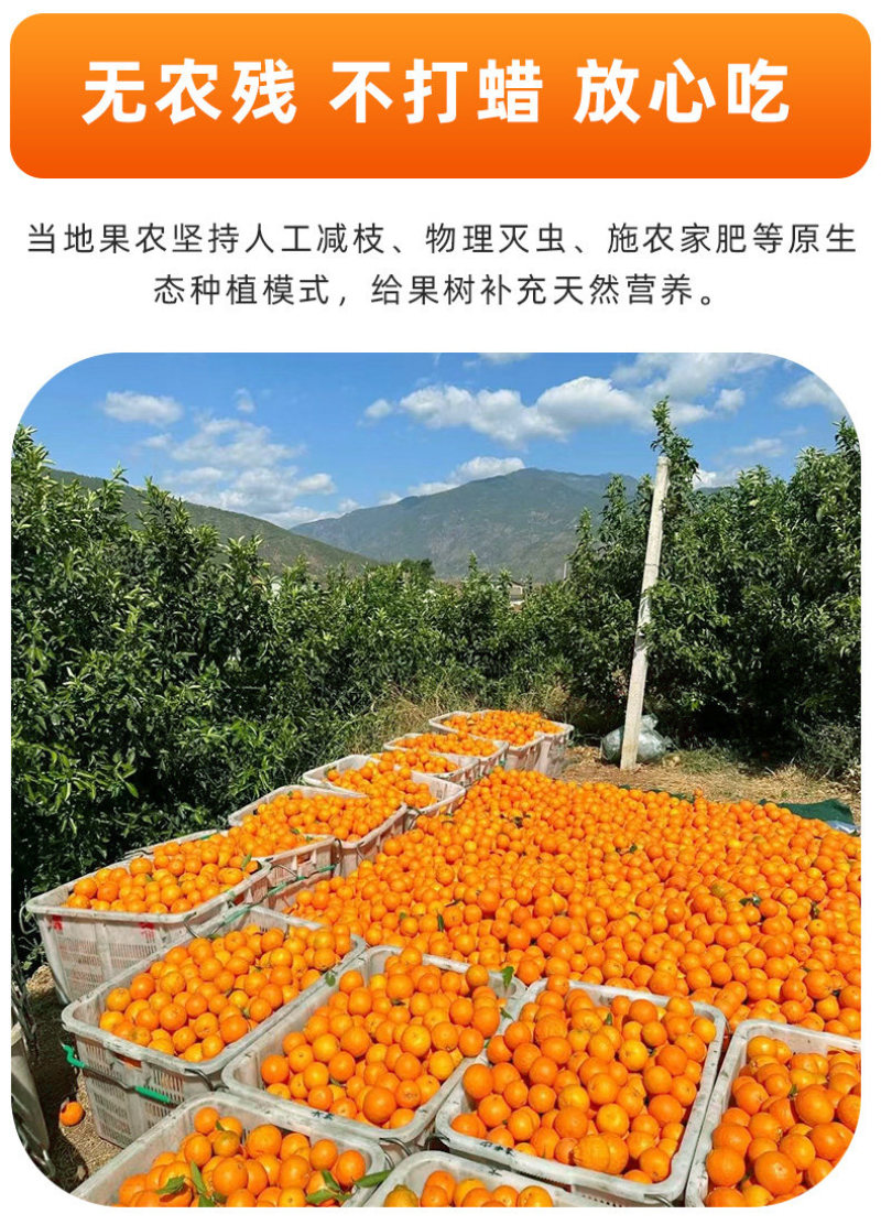 广西武鸣沃柑一件代发产地直发一手货源对接各大电商平台