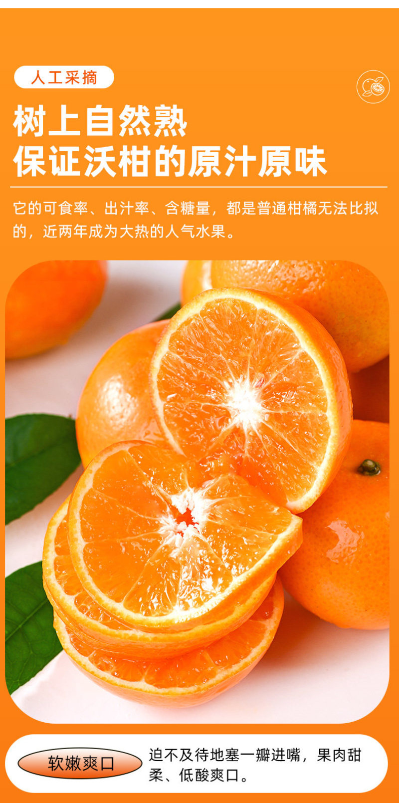 广西武鸣沃柑一件代发产地直发一手货源对接各大电商平台
