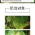 春雷霉素喹啉铜杀菌剂细菌性角斑病果树流胶病腐烂青枯叶枯病