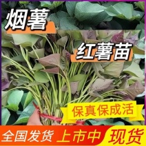 烟薯苗/原种大田扩繁苗/地瓜苗/现挖现大成活率高
