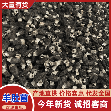 【新货】羊肚菌实力推荐规格齐全量大质优价格优惠欢迎采购