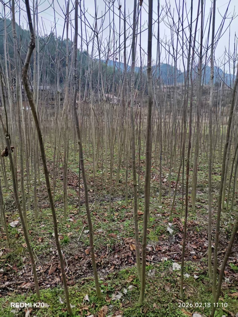 怀化油桐树直径四公分以上可以现场看货挑货满意为止视频看货