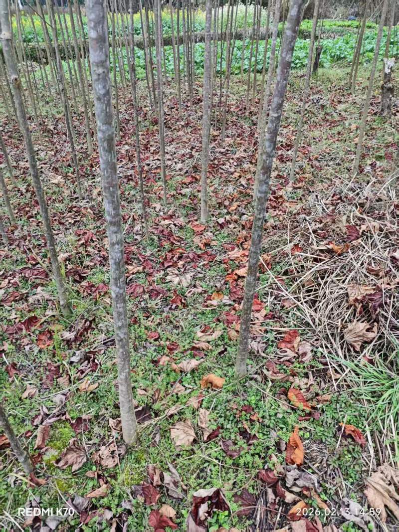 怀化油桐树直径四公分以上可以现场看货挑货满意为止视频看货