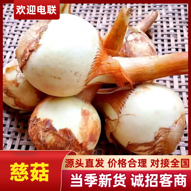 慈菇\茨菇苗\荸荠苗\代收代发(全国电商一件代发)