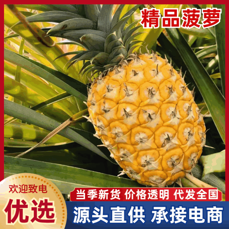 海南金钻风梨/菠萝/整车代收代发(全国电商超市一件代发)