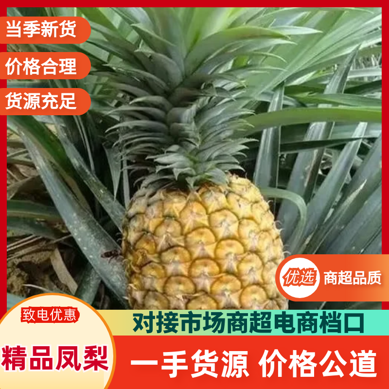 海南金钻/风梨/整车代收代发(全国电商超市一件代发)